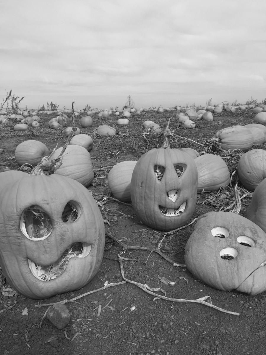 champ de citrouilles