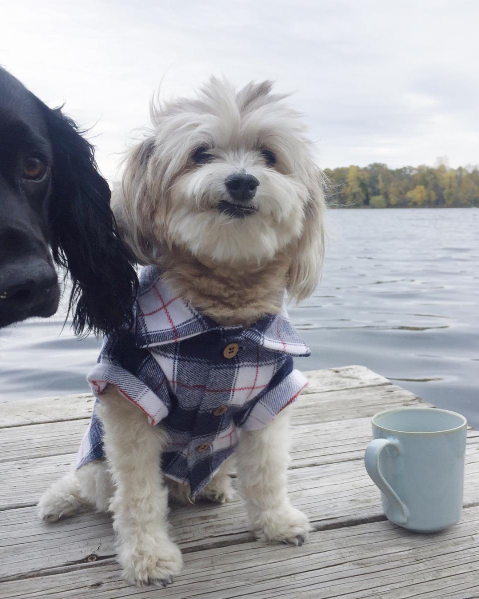 Un chien et demi