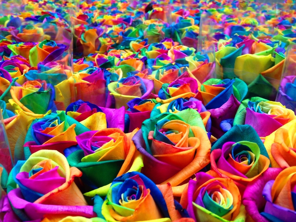La signification des couleurs des Roses fénoweb