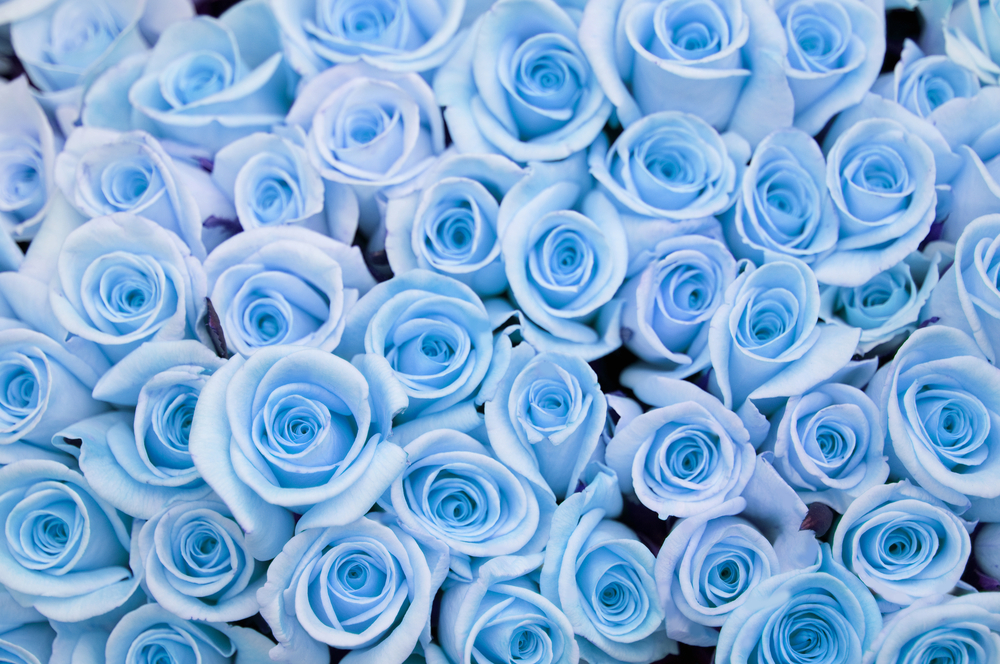 La signification des couleurs des Roses fénoweb