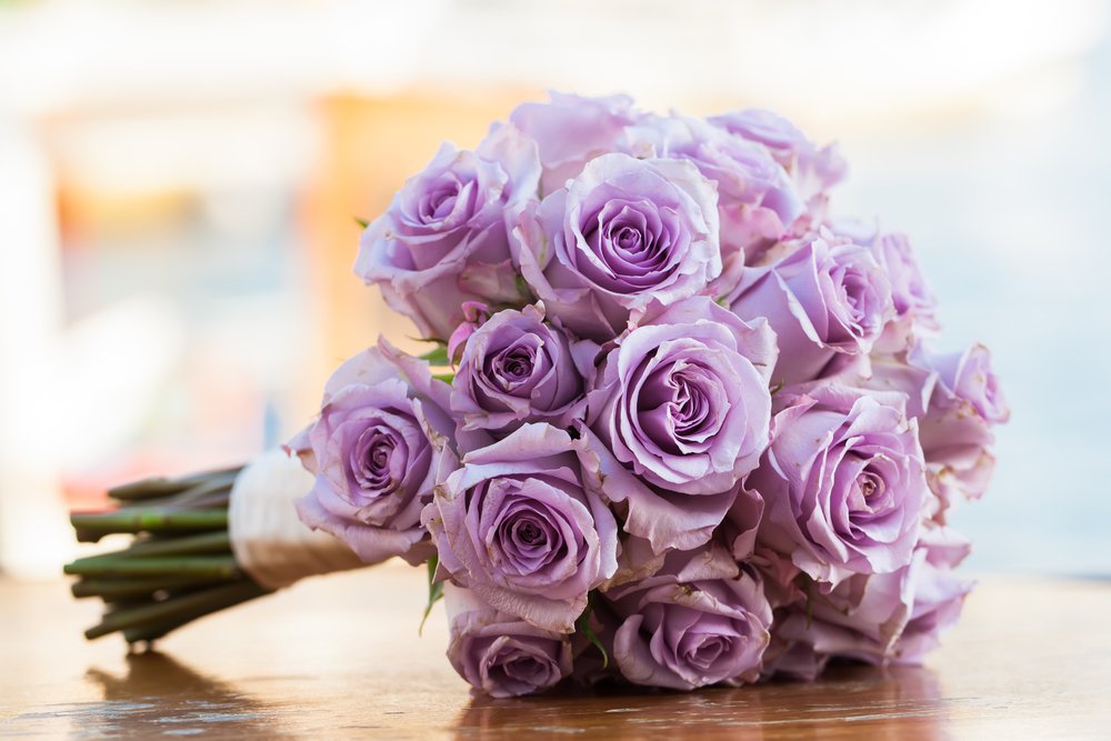 La signification des couleurs des Roses fénoweb