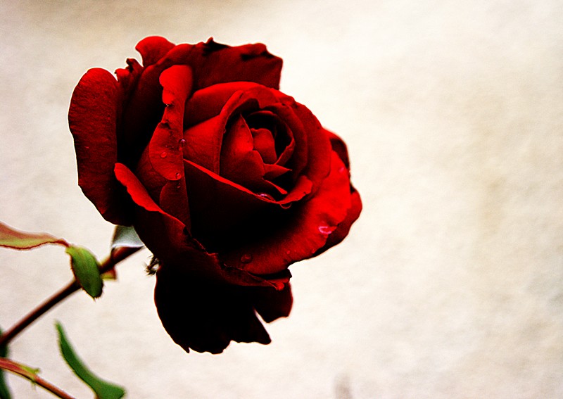 La signification des couleurs des Roses fénoweb