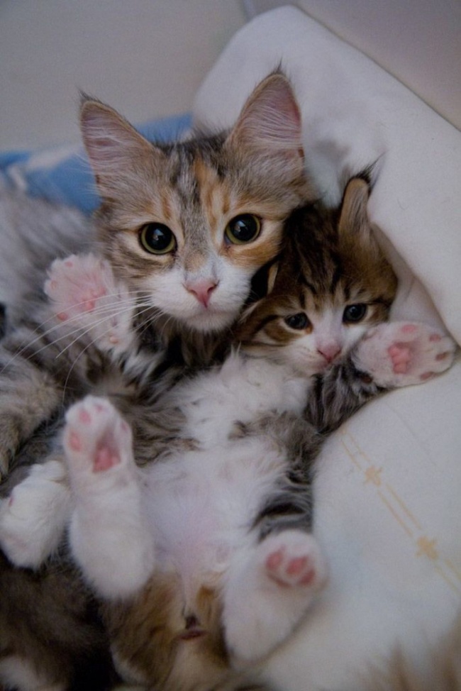 Découvrez toutes l\u0027attention des parents pour caliner, protéger ou surveiller leurs chatons, tandis que c\u0027est dernier imitent les faits et geste de papa