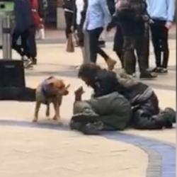 La technique particulière d'un chien pour stopper une bagarre