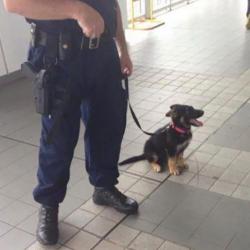 20 chiots dans leur premier jour de travail 