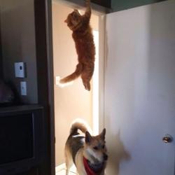 Quand les chats se prennent pour des ninjas 