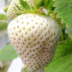 Les fraises blanches qui font un carton au Japon 