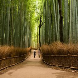 Découvrez le Japon au travers ces fabuleux clichés