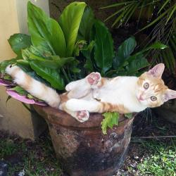 Quand les chats se prennent pour des plantes