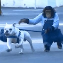 Sélection de Gifs du mardi 31 décembre 2019 #087