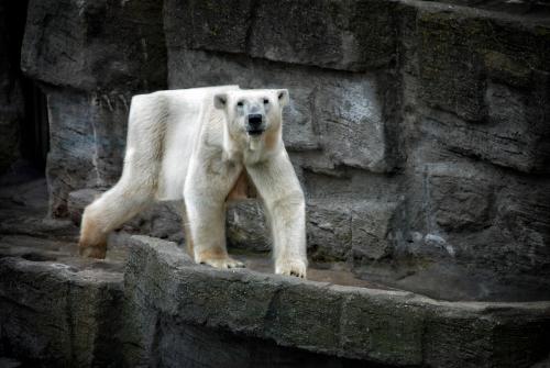 Si les animaux Minecraft existaient dans la vraie vie