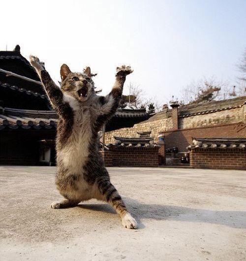 Quand les chats maîtrisent les arts martiaux 