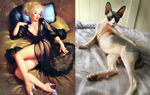 13 chats qui se prennent pour des Pin-up