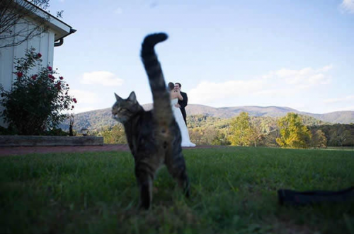 Les chats sont les rois des Photobomb