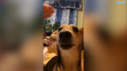 Un chien qui va vous faire mourrir de rire 