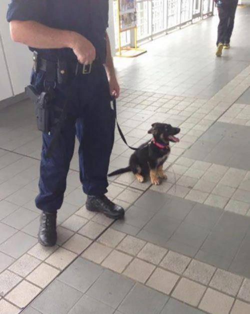 20 chiots dans leur premier jour de travail 