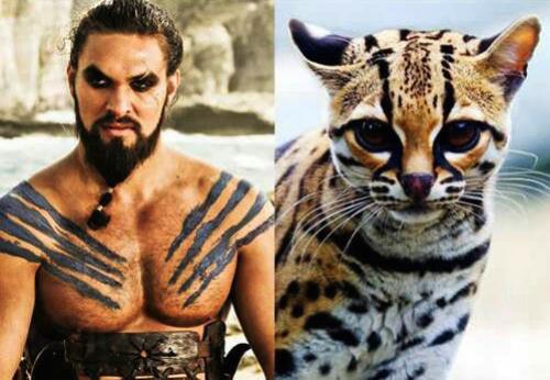 Quand les chats se prennent pour des acteurs de Game of Thrones