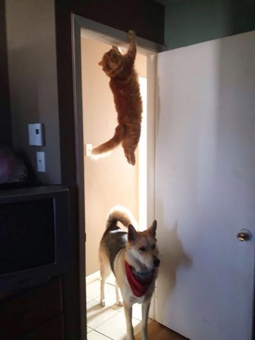 Quand les chats se prennent pour des ninjas 