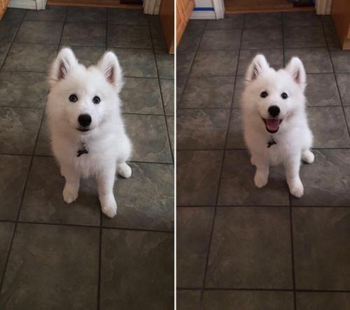 Féliciter son chien : les photos avant et après