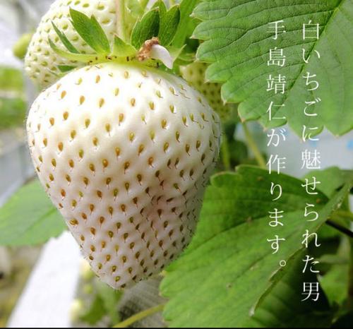 Les fraises blanches qui font un carton au Japon 