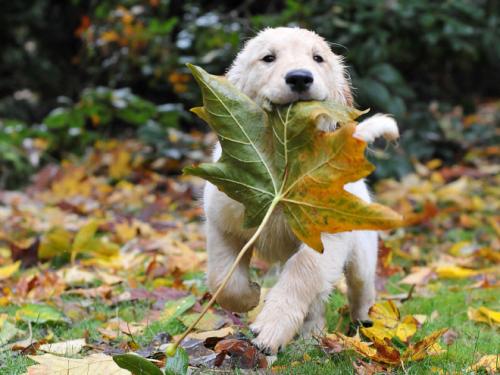 Les chiens et l'automne, une grande histoire d'amour