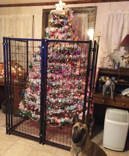 Protéger son sapin de Noël des animaux de compagnie