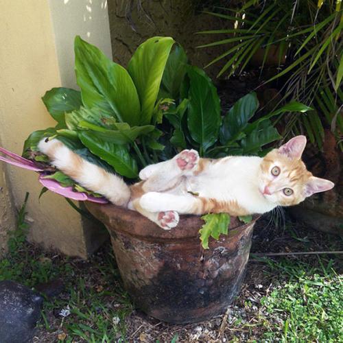 Quand les chats se prennent pour des plantes