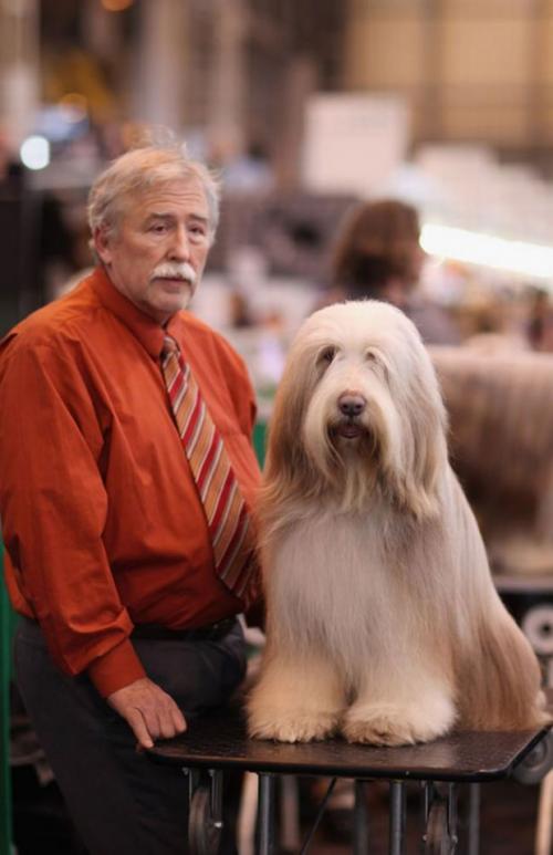 Quand les animaux ressemblent à leur maître