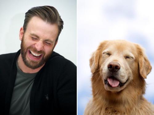 La preuve que Chris Evans est un golden retriever