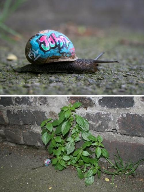 Slinkatchu fait du street art sur des escargots